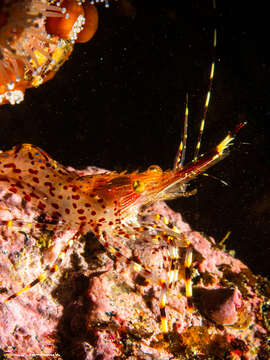 Image of California longbeak