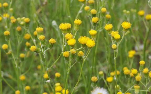 Image of Senecio angustifolius (Thunb.) Willd.