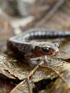 Image of Bolitoglossa synoria McCranie & Köhler 1999