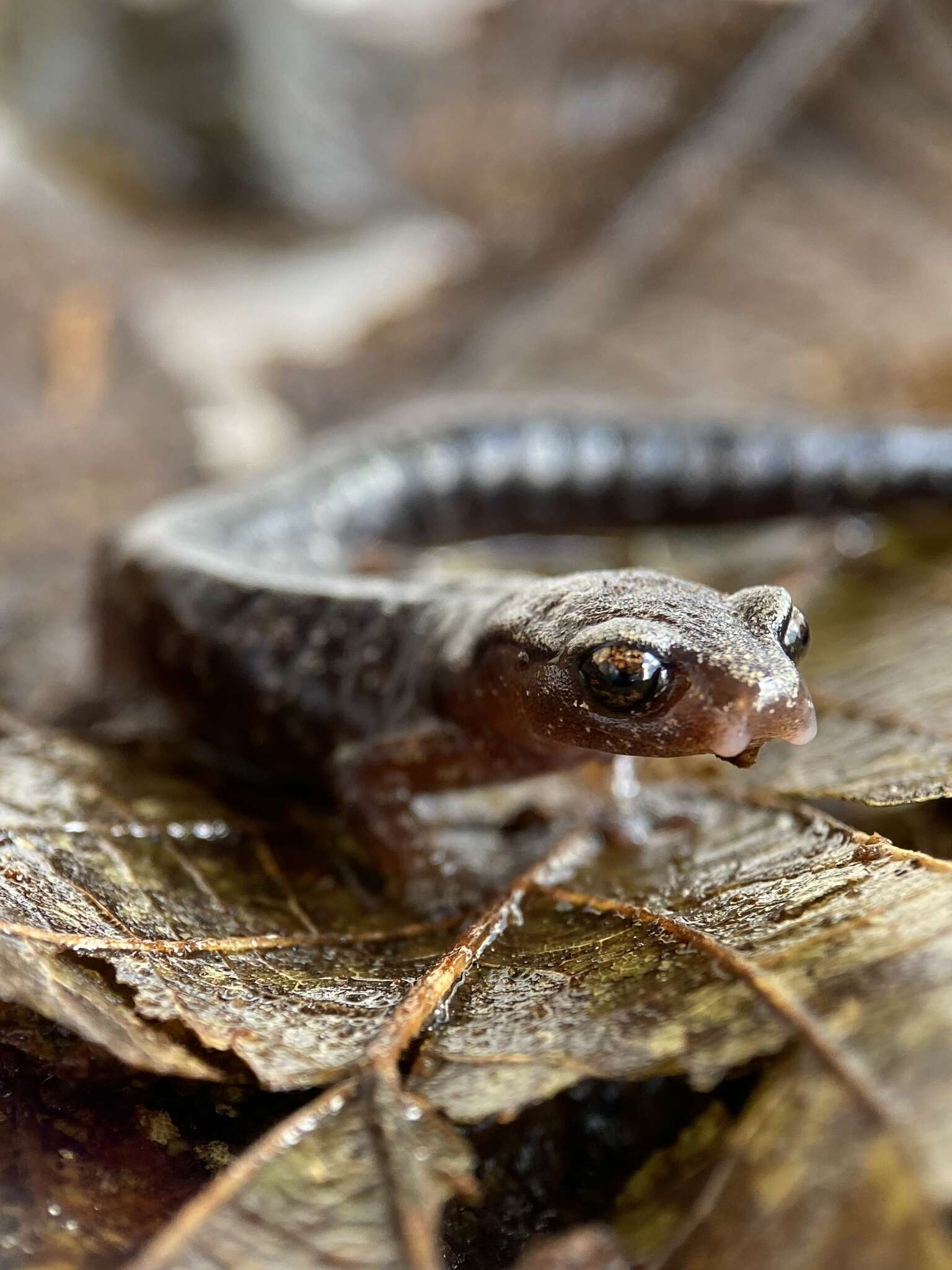 Image of Bolitoglossa synoria McCranie & Köhler 1999