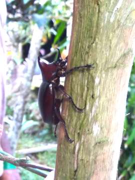 Image of Xylotrupes macleayi asperulus Minck 1920