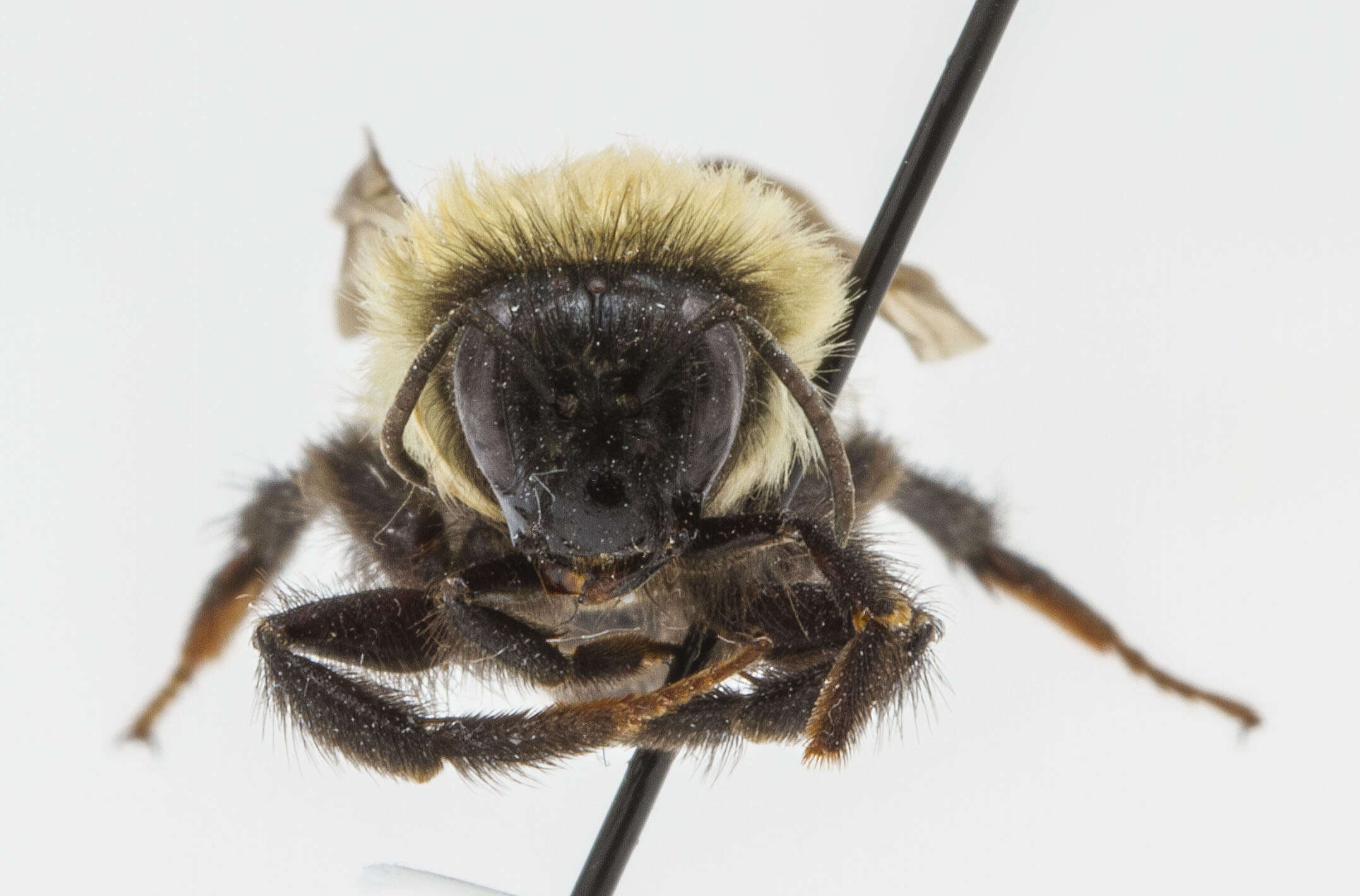 Image of Two-spotted Bumblebee