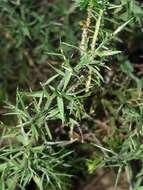 Image of Genista hispanica subsp. hispanica