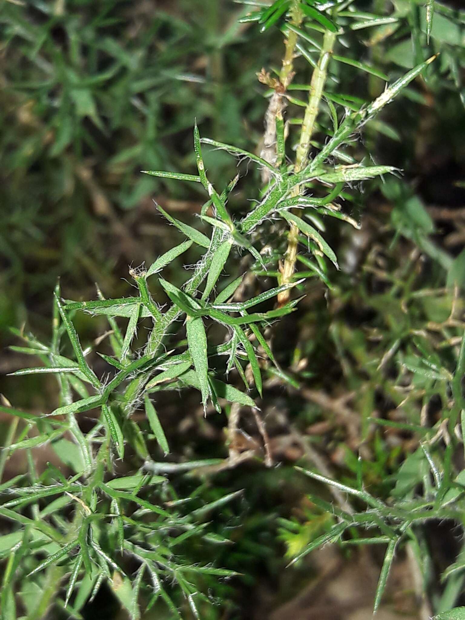 Слика од Genista hispanica subsp. hispanica