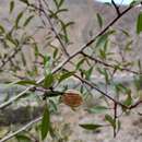 Image de Prunus fenzliana Fritsch