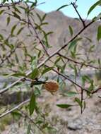 Prunus fenzliana Fritsch resmi