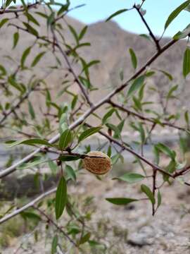 Imagem de Prunus fenzliana Fritsch