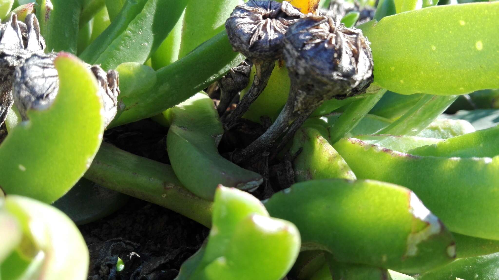 Image of Glottiphyllum longum (Haw.) N. E. Br.