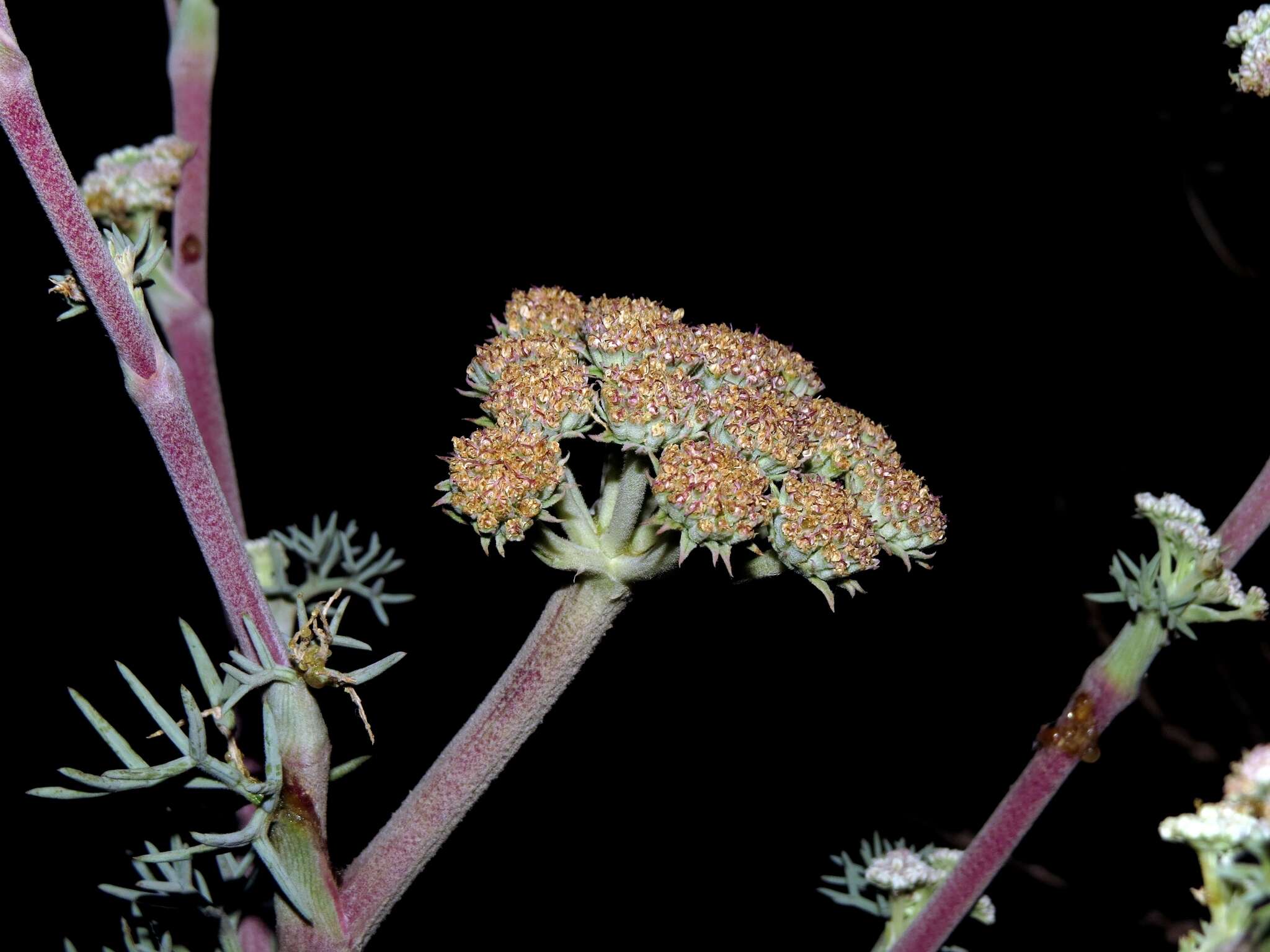 Image of Seseli ponticum Lipsky