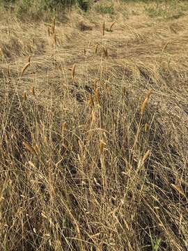 Image of Carolina canarygrass