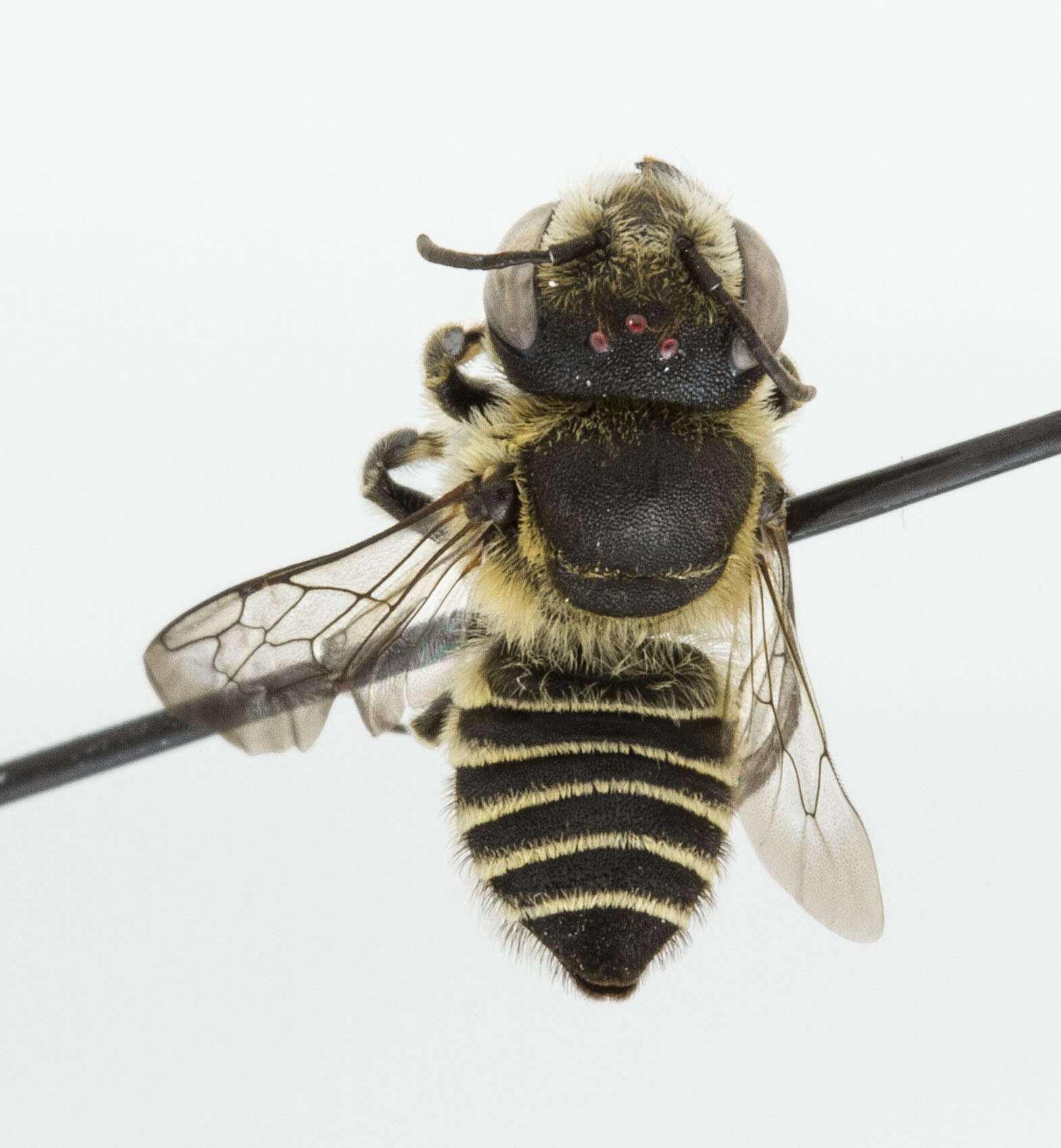 Image of Alfalfa Leafcutter Bee