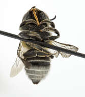 Image of Alfalfa Leafcutter Bee