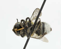 Image of Alfalfa Leafcutter Bee