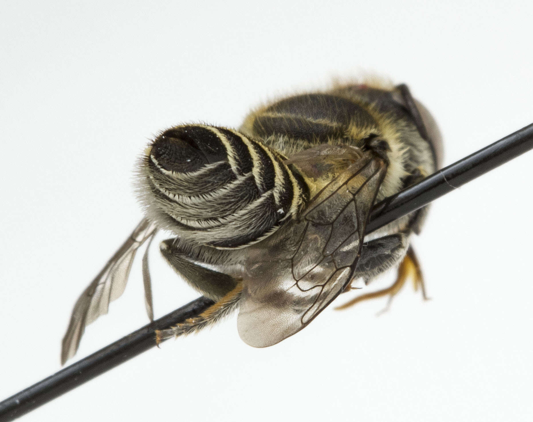 Image of Alfalfa Leafcutter Bee