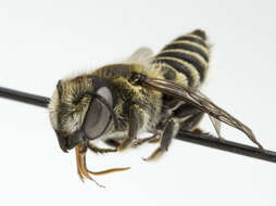 Image of Alfalfa Leafcutter Bee