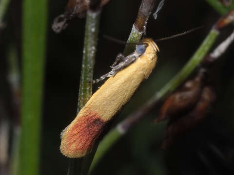 Image of Heteroteucha parvula Meyrick 1884