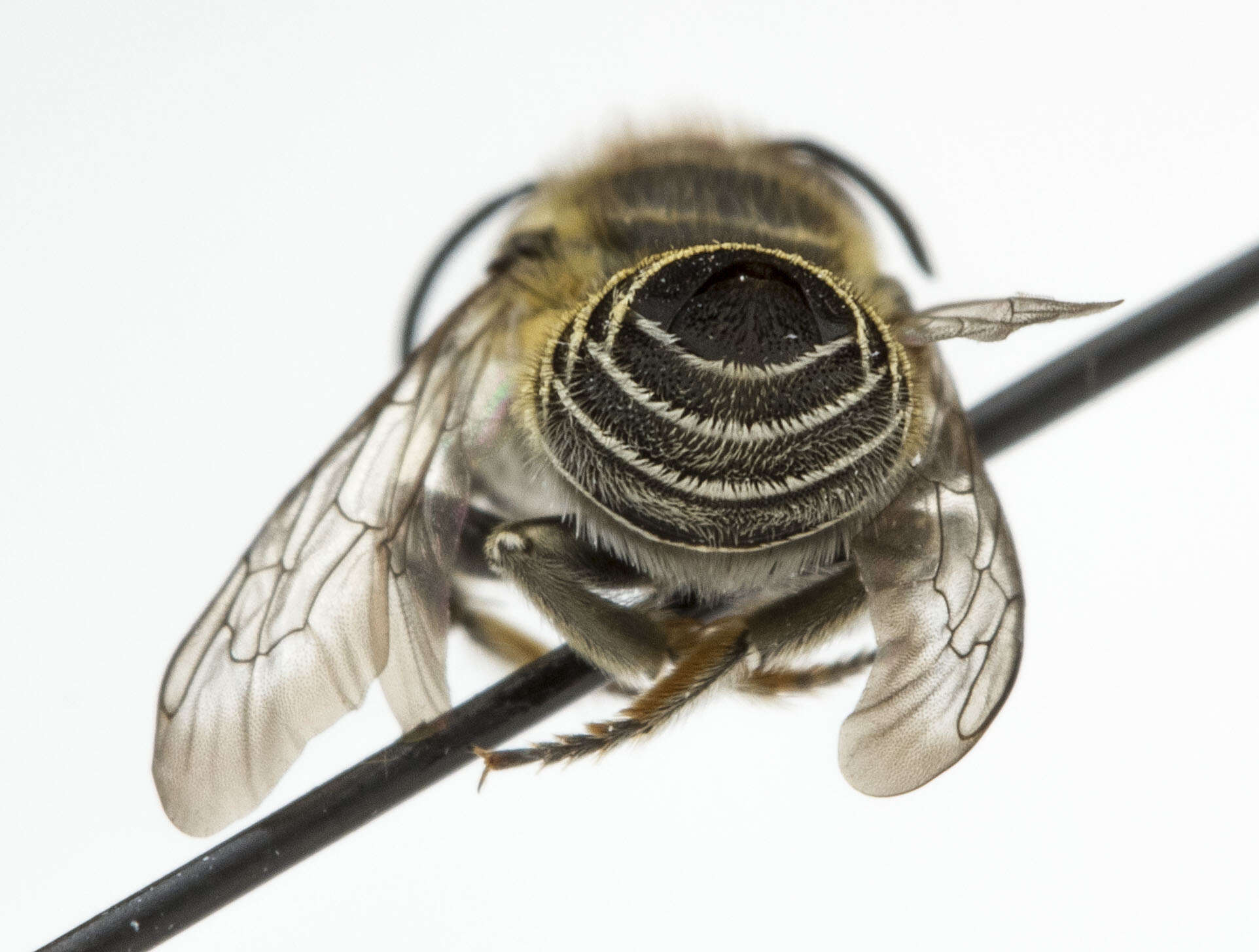 Image of Alfalfa Leafcutter Bee