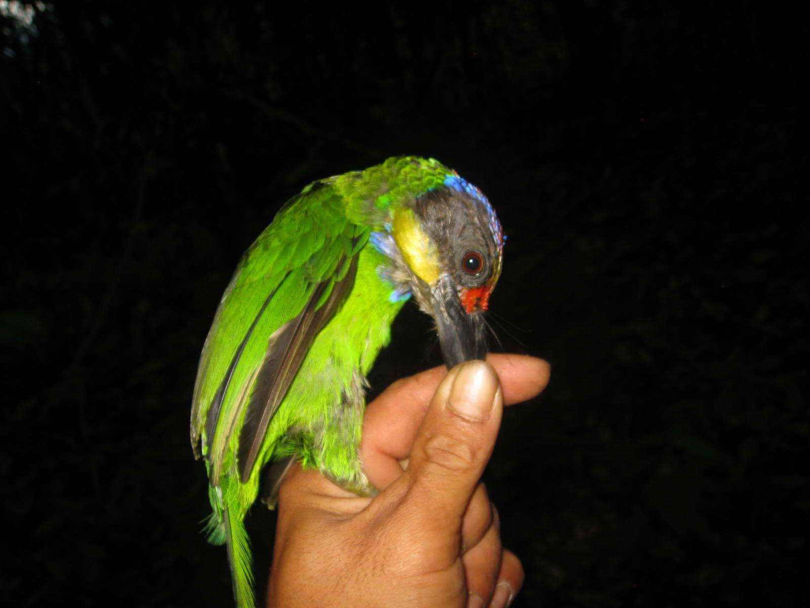 Image of Gold-whiskered Barbet