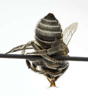 Image of Alfalfa Leafcutter Bee