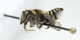 Image of Alfalfa Leafcutter Bee