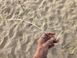 Image of Manatee Grass