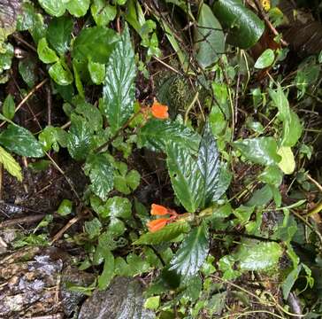 Image of Begonia kalbreyeri (Oliv.) L. B. Sm. & B. G. Schub.