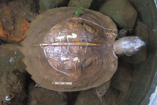 Image of Arakan Forest Turtle