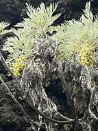 Imagem de Artemisia mauiensis (A. Gray) Skottsberg