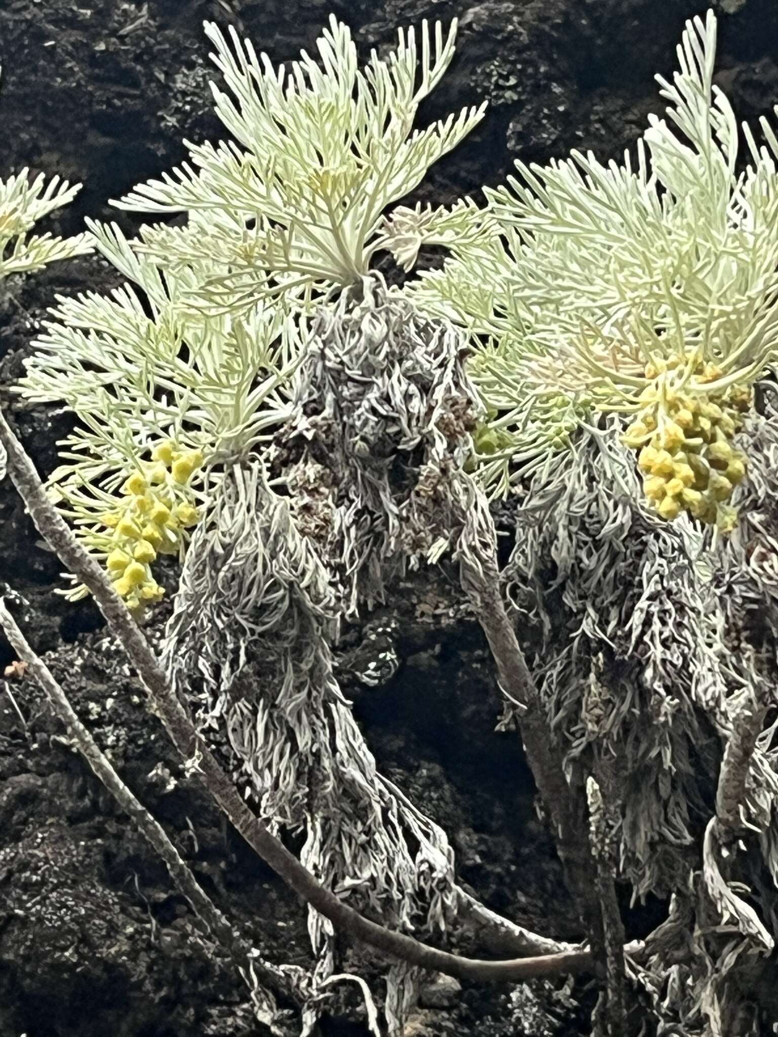 Imagem de Artemisia mauiensis (A. Gray) Skottsberg