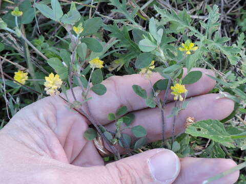 Image of field clover