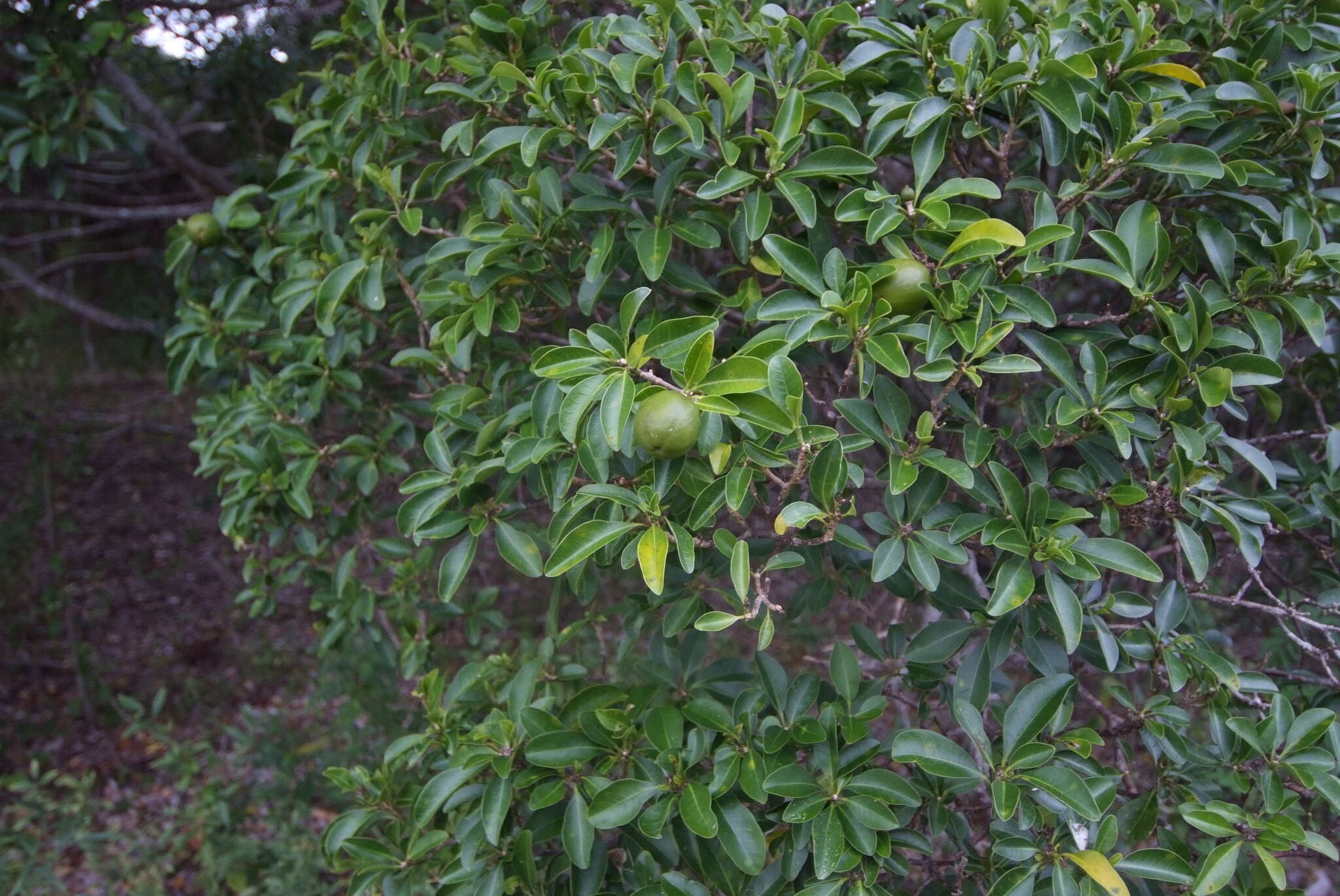 Image of Fontainea pancheri (Baill.) Heckel