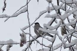 Image of Baikal Bullfinch