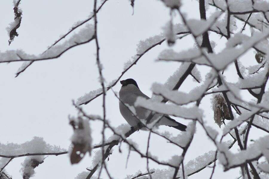 Image of Baikal Bullfinch