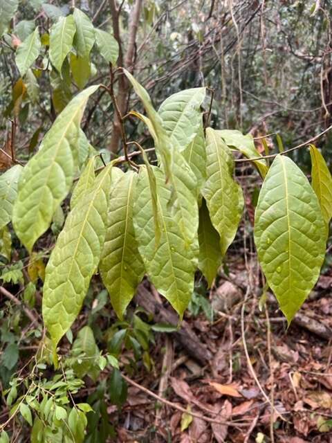 Image of false chiggergrape