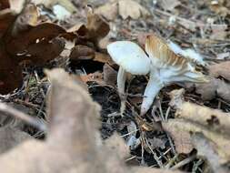 Image of Hygrocybe russocoriacea (Berk. & T. K. Mill.) P. D. Orton & Watling 1969