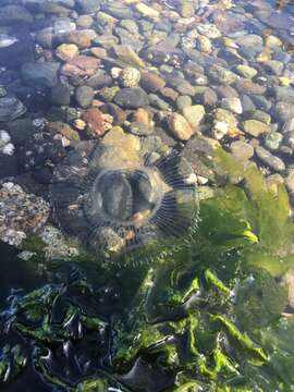 Image of crystal jelly