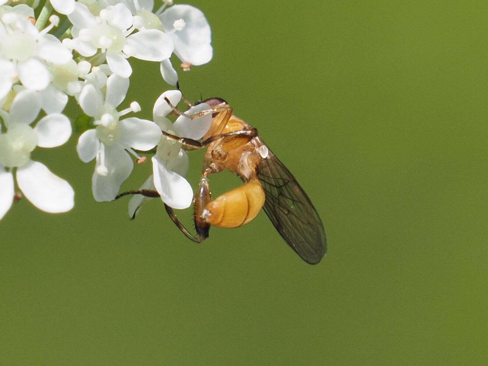 Image of Sphegina sibirica Stackelberg 1953