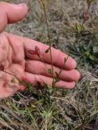 Sivun Oenothera simulans (Small) W. L. Wagner & Hoch kuva