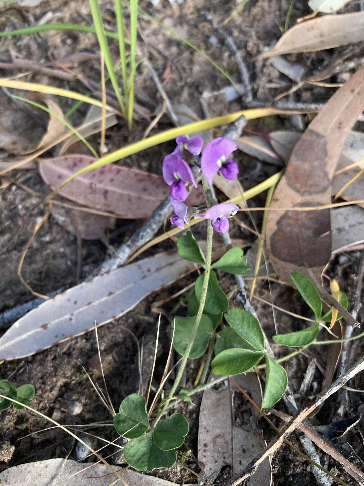 Imagem de Glycine latrobeana (Meissner) Benth.