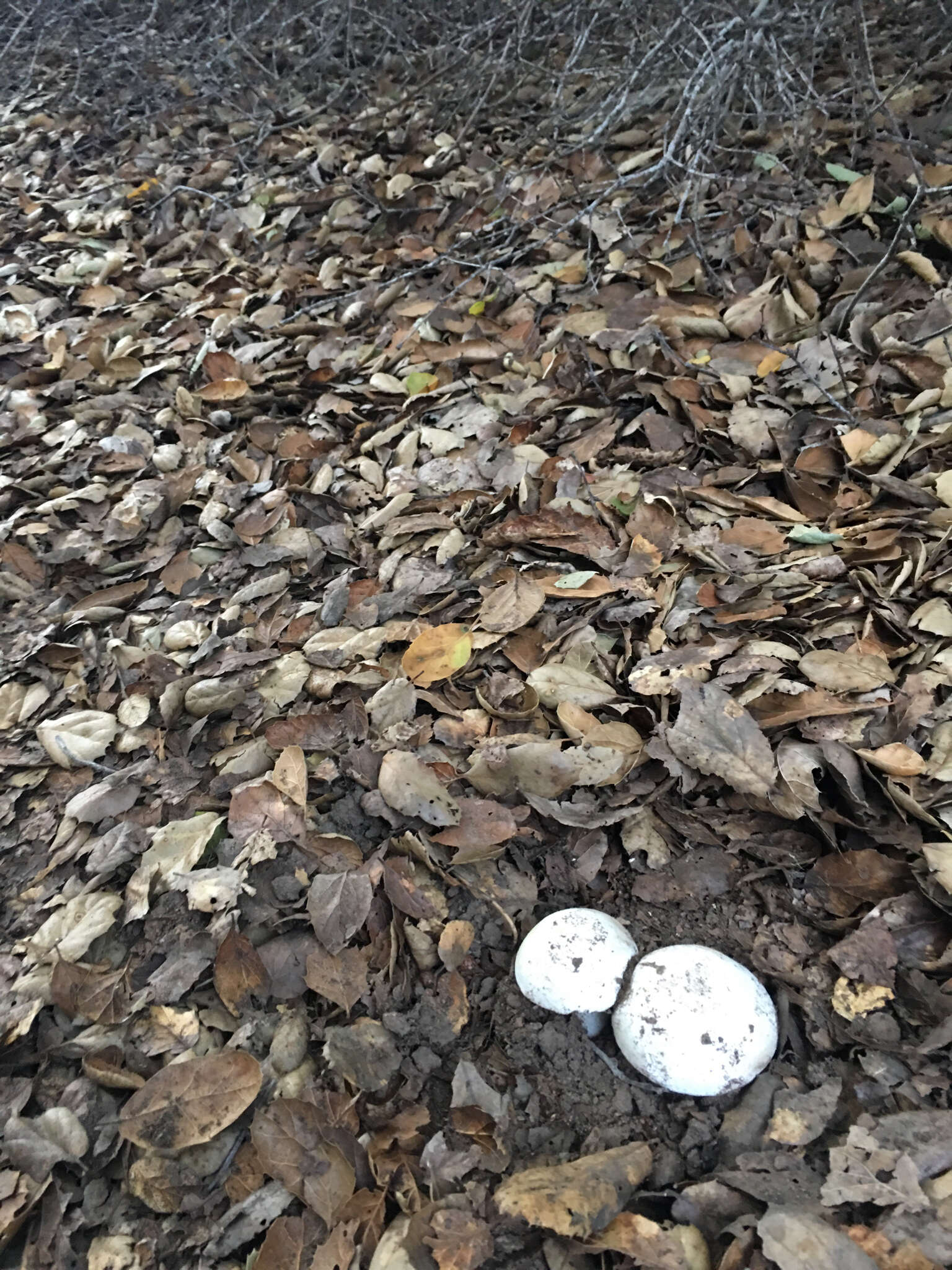 Image of Western North American Destroying Angel