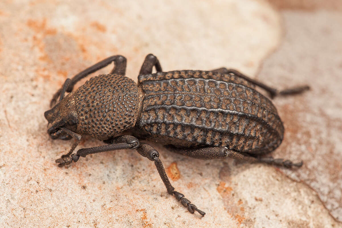 Image of Talaurinus rugifer MacLeay & W. S. 1913