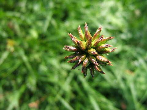 Image of sulphur buttercup