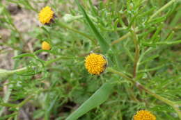 Imagem de Hymenoxys anthemoides (Juss.) Cass.