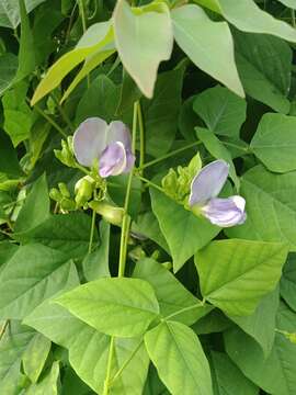 Image of winged bean