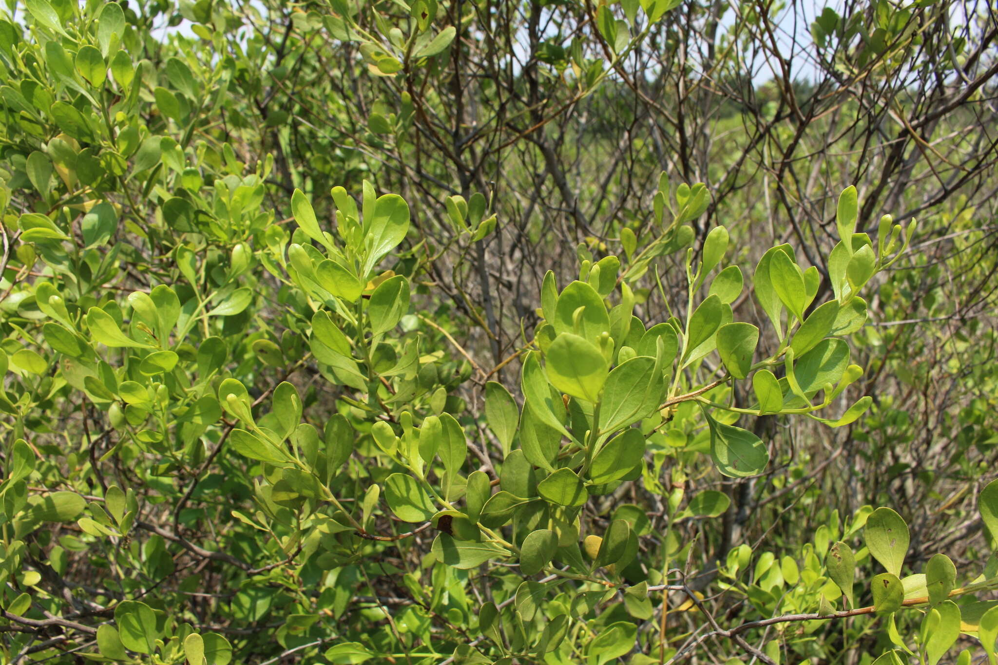 Image of Broombush False Willow