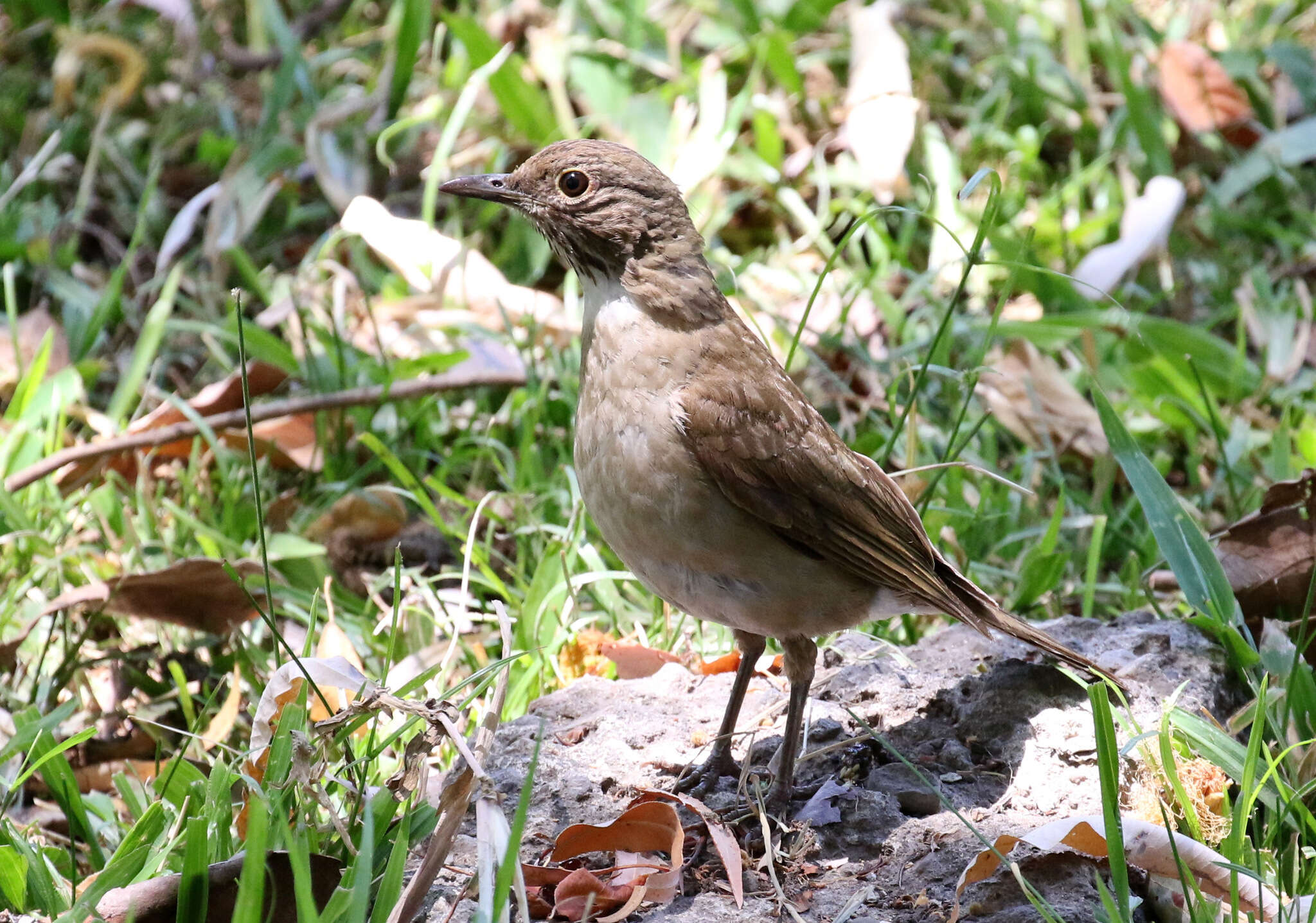 Image of White-throated Robin