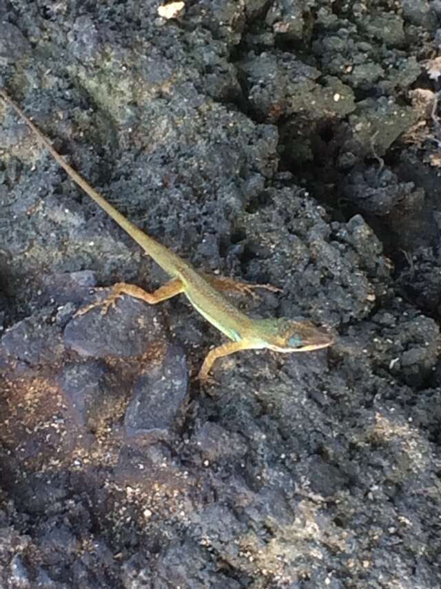 Image of Saint Vincent's Bush Anole