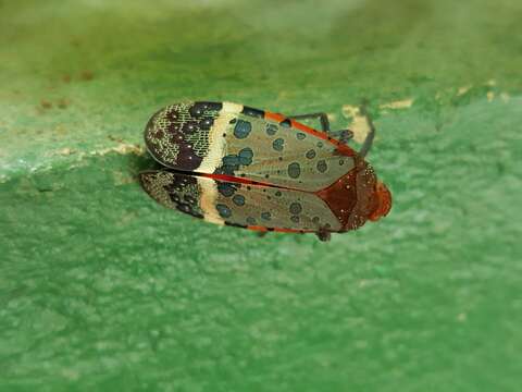 صورة Penthicodes (Ereosoma) astraea (Stål 1864)