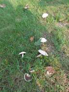 Image of Agaricus porphyrocephalus F. H. Møller 1952