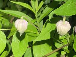 Imagem de Clematis viorna L.